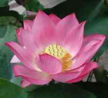 Невероятно красива долина на lotus в Taman