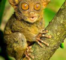 Невероятните животни на планетата: маймуна с дълги уши, която превръща главата си на 180 градуса