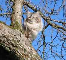 Neva Masquerade Cat: описание на породата, природата и рецензиите
