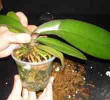 Новост във вашата колекция от домашни растения е орхидея. Как да презасаждате след покупка?