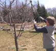 Имате ли нужда от подрязване на ябълкови дървета през лятото?