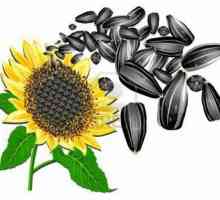 От ползите от слънчогледовото семе и колко калории в семената