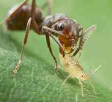 Как да измъкнем мравките от градината и дали наистина трябва да се направи