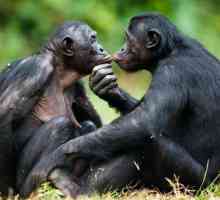 Monkey bonobo - най-интелигентната маймуна в света