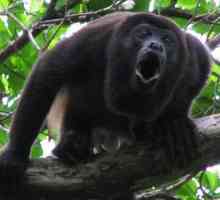 Маймунска крадец: описание на приматите и значението на техните писъци