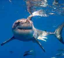 Дали акулите живеят в Каспийско море?