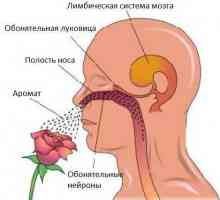 Олиготворен нерв: симптоми и признаци