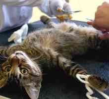 Лечение на ставите след стерилизация на котка. Съвети за ветеринарен лекар да се грижи за котка…