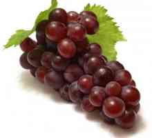 Преработка на грозде през есента от болести. Какво да преработим гроздето през есента?