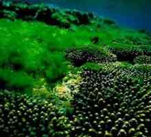 Общи характеристики на водораслите и тяхното значение