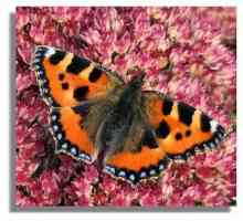 Обикновена и необичайна пеперуда-уртикария