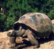 Lonely George - най-известната костенурка в света