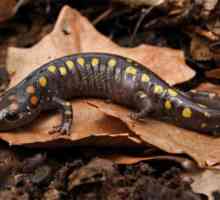 Огнена саламандър - животно, извисяващо се от легендите