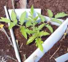 Ogorododarnye проблеми: засаждане на разсад домати в земята