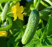 Краставица Paris cornichon: предимствата на сорта, засаждането и грижите