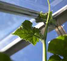 Краставици в оранжерията: култивиране, избор на сортове и препоръки