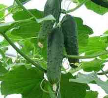 Краставица Emelya - отличен избор за вътрешна почва