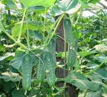 Краставица Ecole - начинаещ в производството на семена