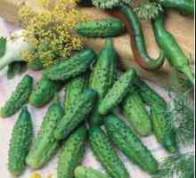 Краставица Маша: земеделска технология и ревюта на градинари