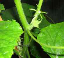 Краставица: прищипване и формиране на издънки