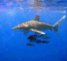 Океанска дългокопасната акула: описание, характеристики и местообитание