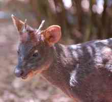 Deer poodoo: снимка, описание, местообитания