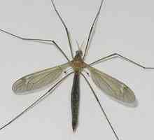 Големият джудже на комарите е опасен?