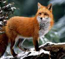 Описание на лисицата: външен вид, хранене, навици