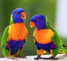 Описания на вълнообразен папагал и други
