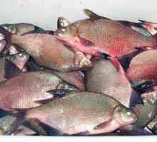 Opisthorchiasis - каква риба? Опосториазис: симптоми при хора, лечение и профилактика