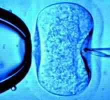 Оплождане на яйцеклетките: характеристики на естествен и изкуствен начин