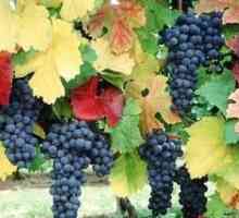 Определете времето: кога есенно подрязано грозде?