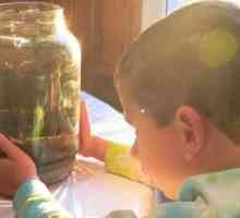 Експериментални и експериментални дейности в детската градина