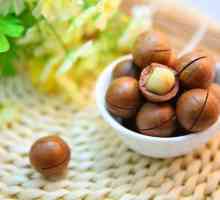 Macadamia Nut: полезни свойства, вкус, приложение