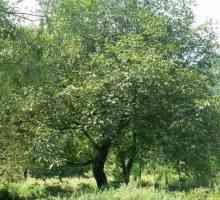 Дърво от ядки: особености на отглеждането