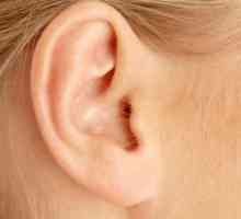 Изслушващ орган: анатомична структура и функции на основните отдели