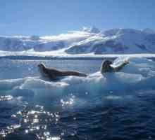 Органичният свят на Арктическия океан (накратко)