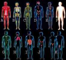 Човешки органи: диаграма. Анатомия: структурата на човека