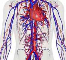 Циркулаторни органи: функции, функции. Болести на кръвоносната система