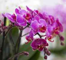 Орхидея обувка: грижа у дома. Venerin slipper: снимка и описание