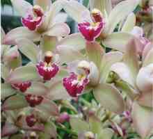 Orchids cymbidium у дома