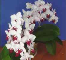 Phalaenopsis Orchids: Грижа и функции