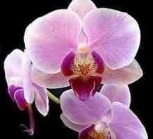 Орхидеи от Виетнам: особености на грижите. Как да засадим орхидея