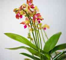 Орхидеи от мултифлора: домашни грижи