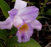 Orchid wild - въплъщение на душата на красиво момиче Qui-May