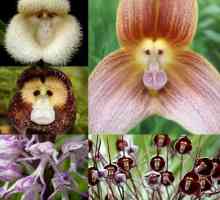 Орхидея Дракула: снимки, засаждане и грижи у дома