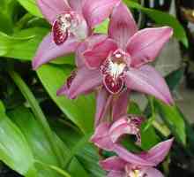 Орхидея и грижа за нея: купуваме здравословно растение и се грижим за него компетентно
