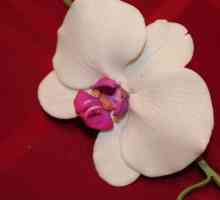 Орхидея от мастика. Майсторски клас