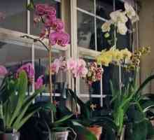 Orchid: как да напояваме цветето правилно
