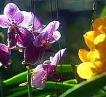 Orchid - поливане, грижи, цъфтеж